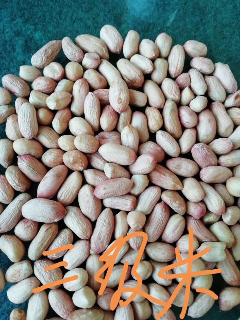 鲁花八号花生米，产地直发，山东省邹城市香城镇，