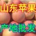【山东红富士苹果批发】🍎膜袋果纸袋果，大量现货供应中