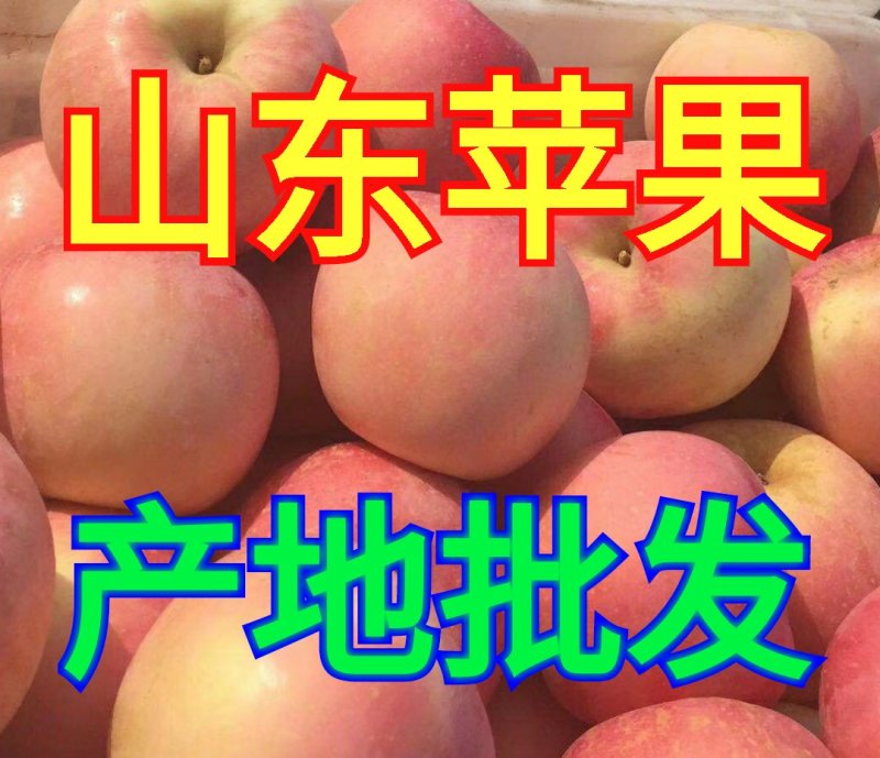 【山东红富士苹果批发】🍎膜袋果纸袋果，大量现货供应中