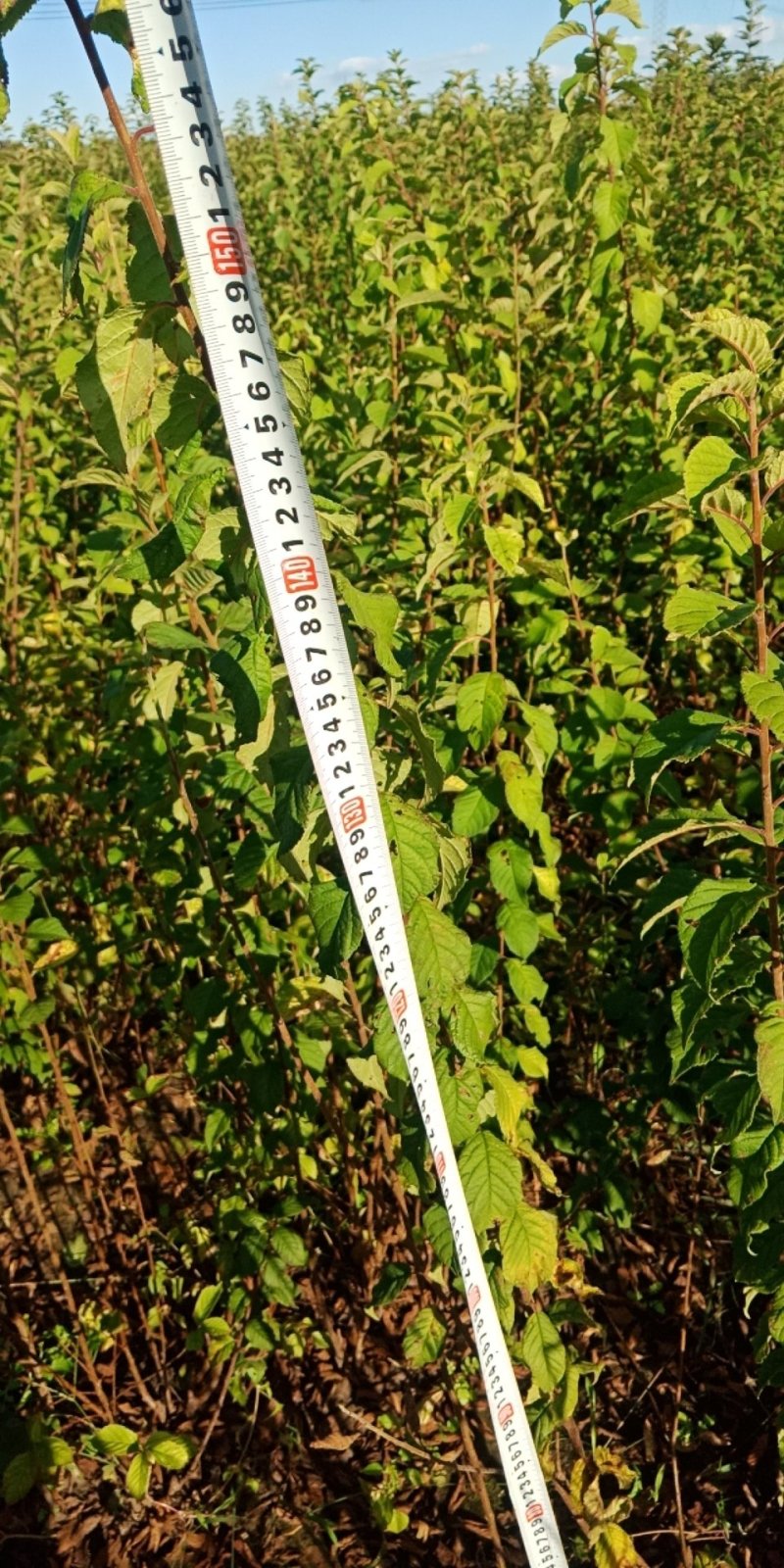 抗寒大樱桃树苗，财瑞一号