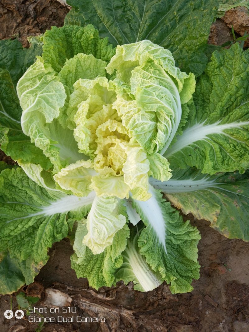 娃娃菜