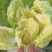 娃娃菜