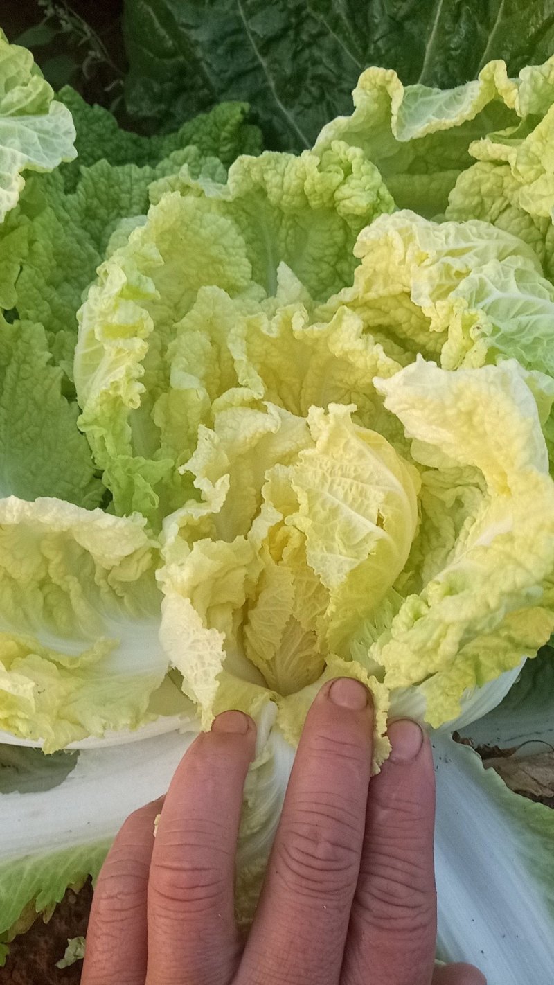 娃娃菜