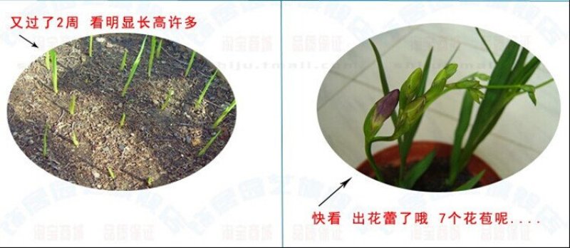 荷兰香雪兰种球重瓣花香雪兰种