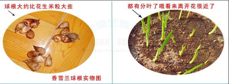 荷兰香雪兰种球重瓣花香雪兰种