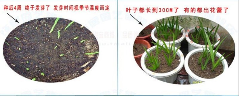 荷兰香雪兰种球重瓣花香雪兰种