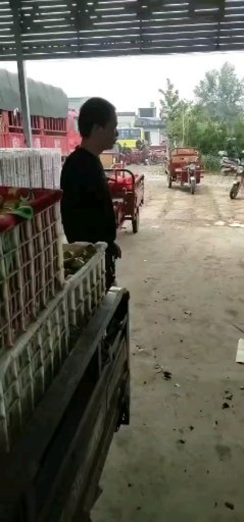 冬枣