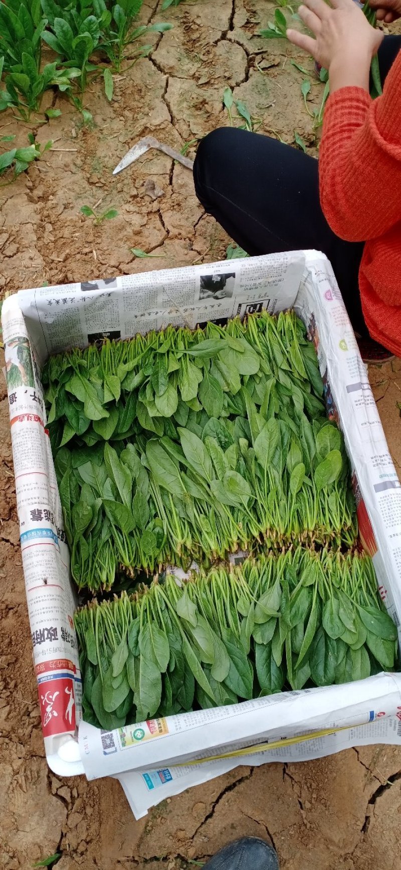 精品菠菜，十五到二十的菠菜，大量上市欢迎全国各地新老客户