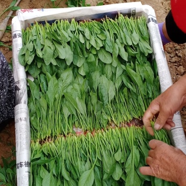 精品菠菜，十五到二十的菠菜，大量上市欢迎全国各地新老客户