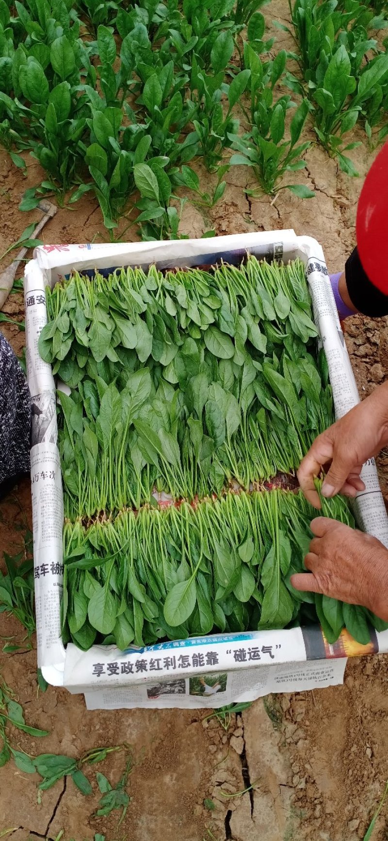 精品菠菜，十五到二十的菠菜，大量上市欢迎全国各地新老客户