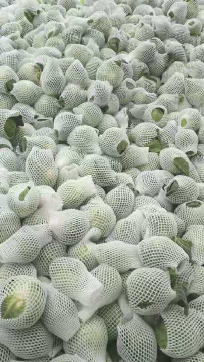 圆包菜1~2公斤精品