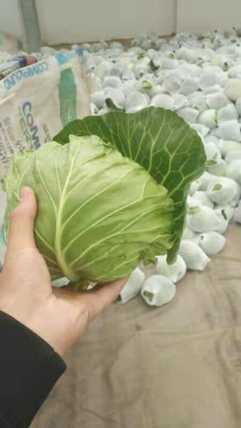 圆包菜1~2公斤精品
