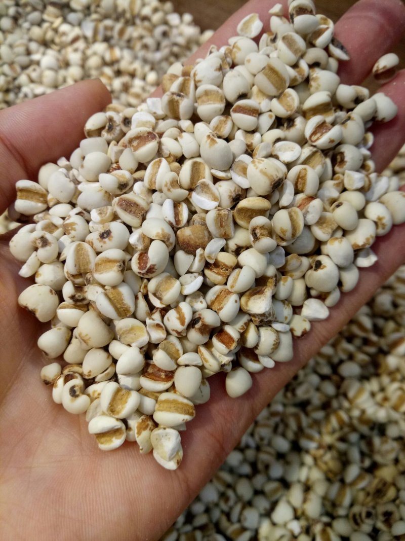 【杂粮】薏仁薏仁米薏米仁优质五谷杂粮粗粮包邮