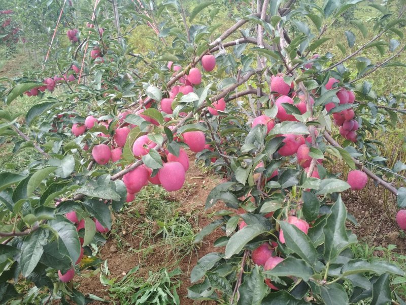 鸡心果