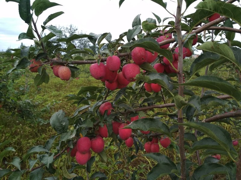 鸡心果