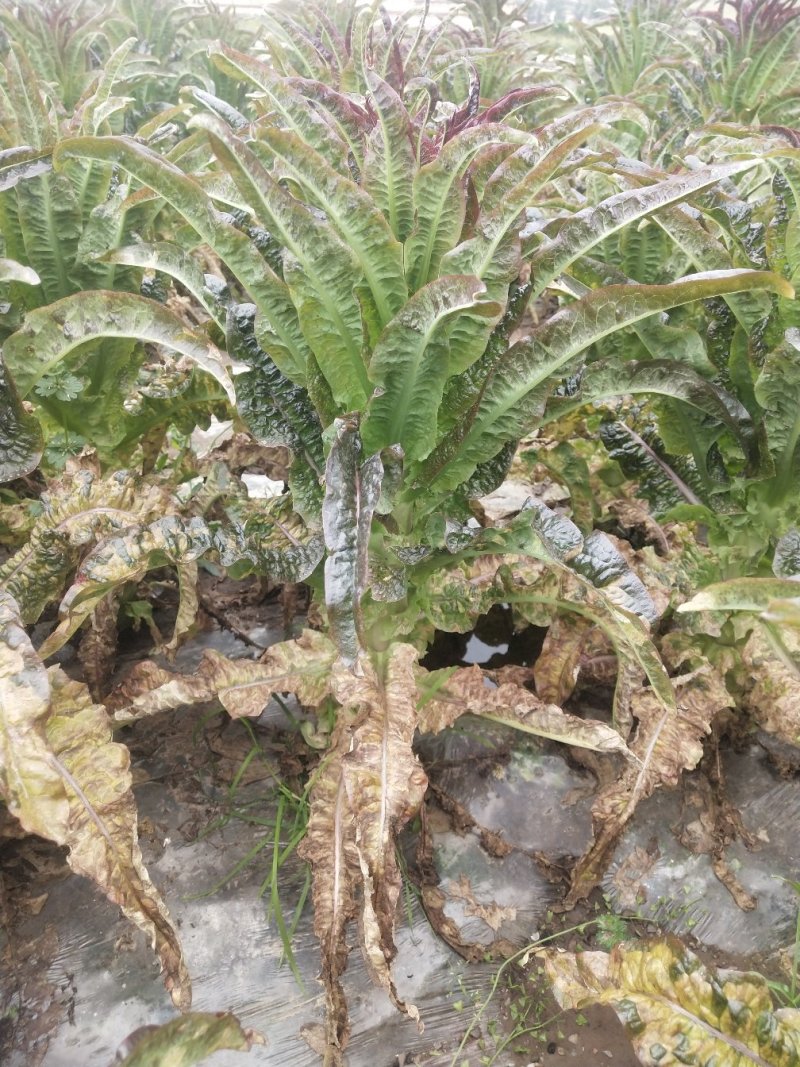 红莴笋