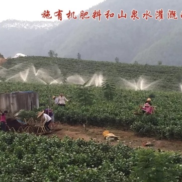 英德红茶