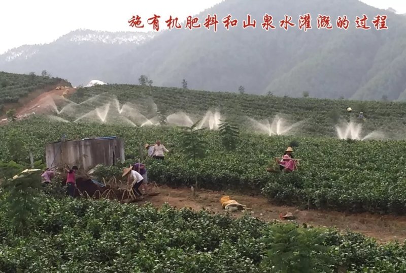 英德红茶