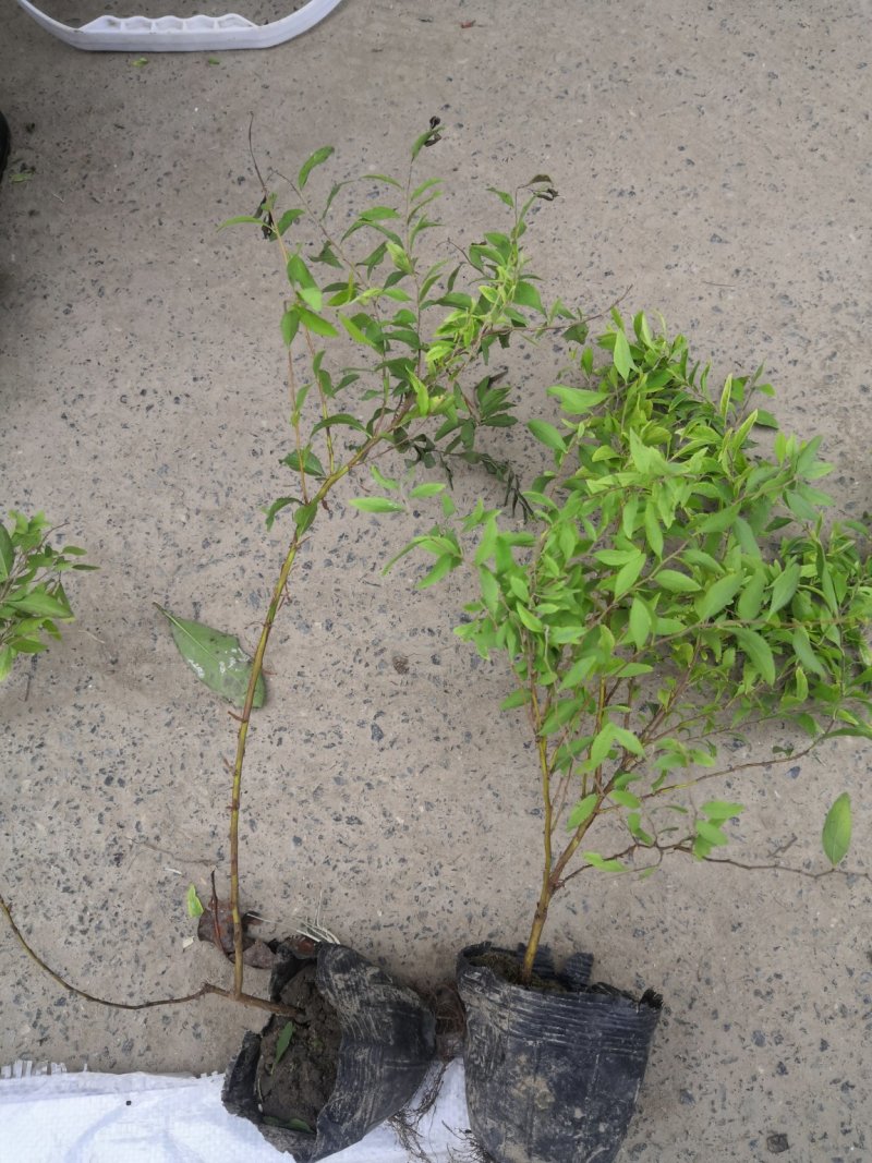 喷血花小杯大球容器苗