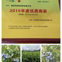 蓝莓苗，蓝金蓝莓苗，薄雾，钱德勒，北陆保证品种保证质量