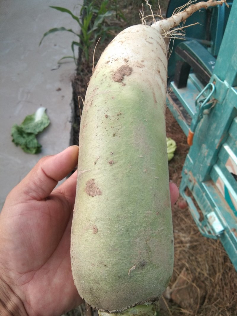 青萝卜大量上市，质量好价格低，上货量大无裂的，无太小的