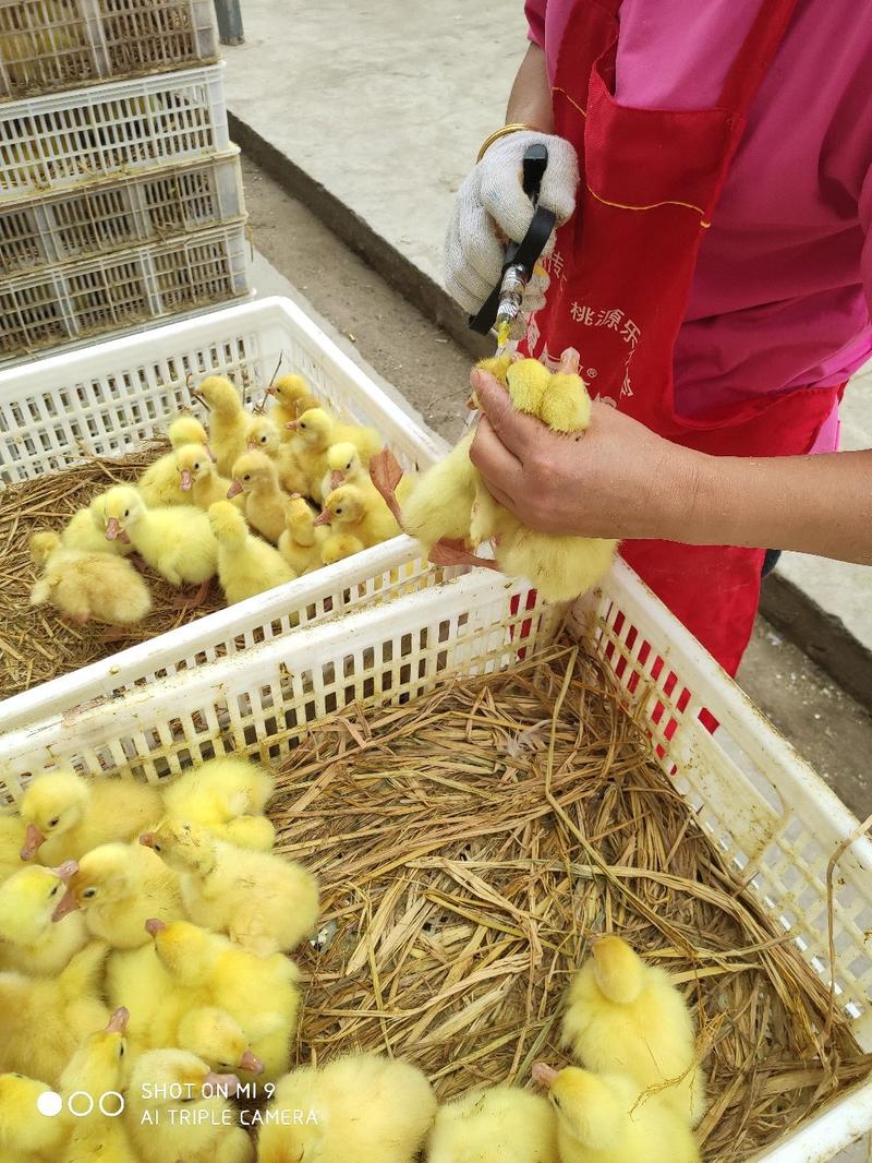 孵化场直供大种鹅苗，包技术包存活包疫苗，包运输。