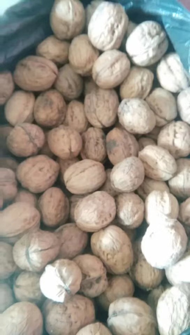 甘肃陇南老树核桃去皮25~30mm干