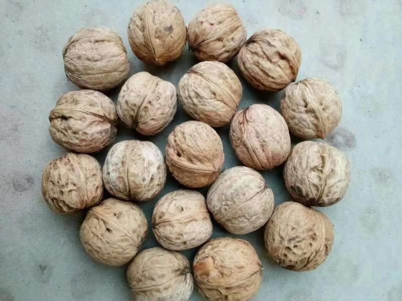 甘肃陇南老树核桃去皮25~30mm干