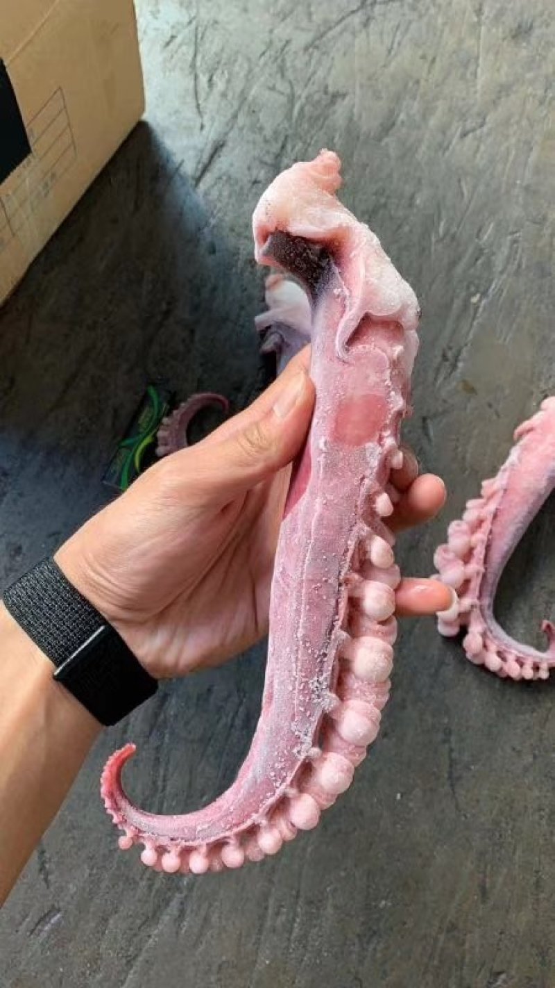 新鲜脆口章鱼脚章鱼须章鱼丸子爆炒好食材