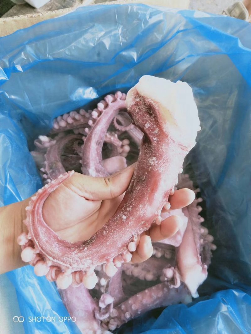 新鲜脆口章鱼脚章鱼须章鱼丸子爆炒好食材