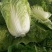 夏阳2～3斤毛菜