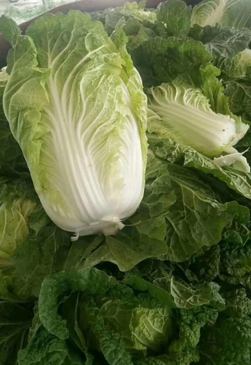夏阳2～3斤毛菜