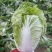 夏阳2～3斤毛菜
