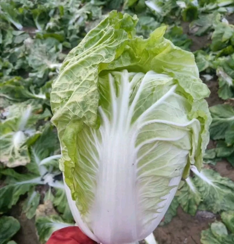 夏阳2～3斤毛菜