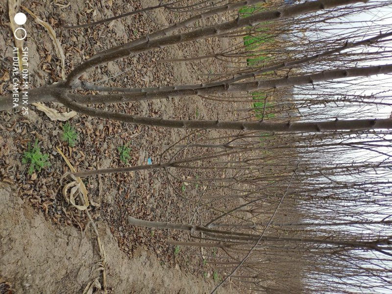 李子树，5公分李子树，李子苗，李子树价格