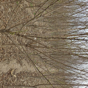 李子树，5公分李子树，李子苗，李子树价格