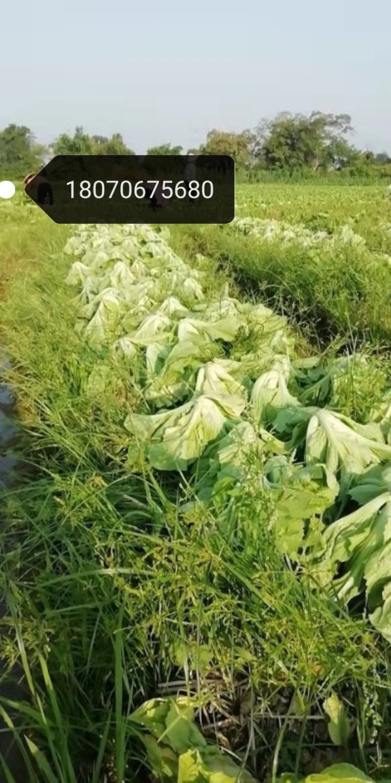 包心芥菜