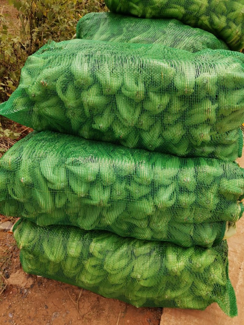 包心芥菜大量上市品质好