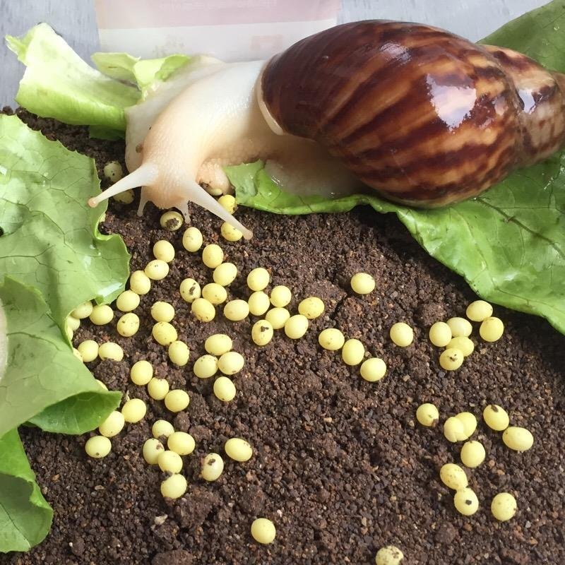 白玉蜗牛种苗包技术并赠送养殖资料包回收