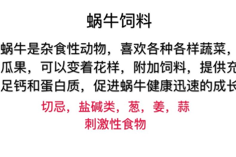 白玉蜗牛种苗包技术并赠送养殖资料包回收