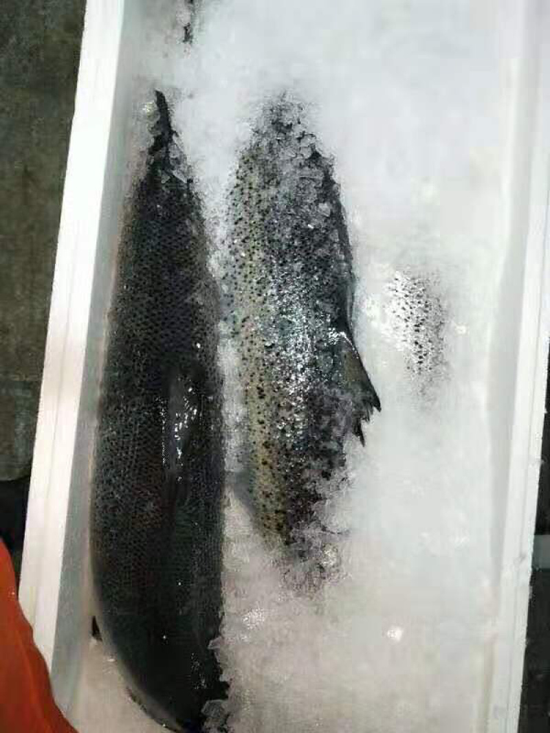 正关挪威三文鱼可以免费试货