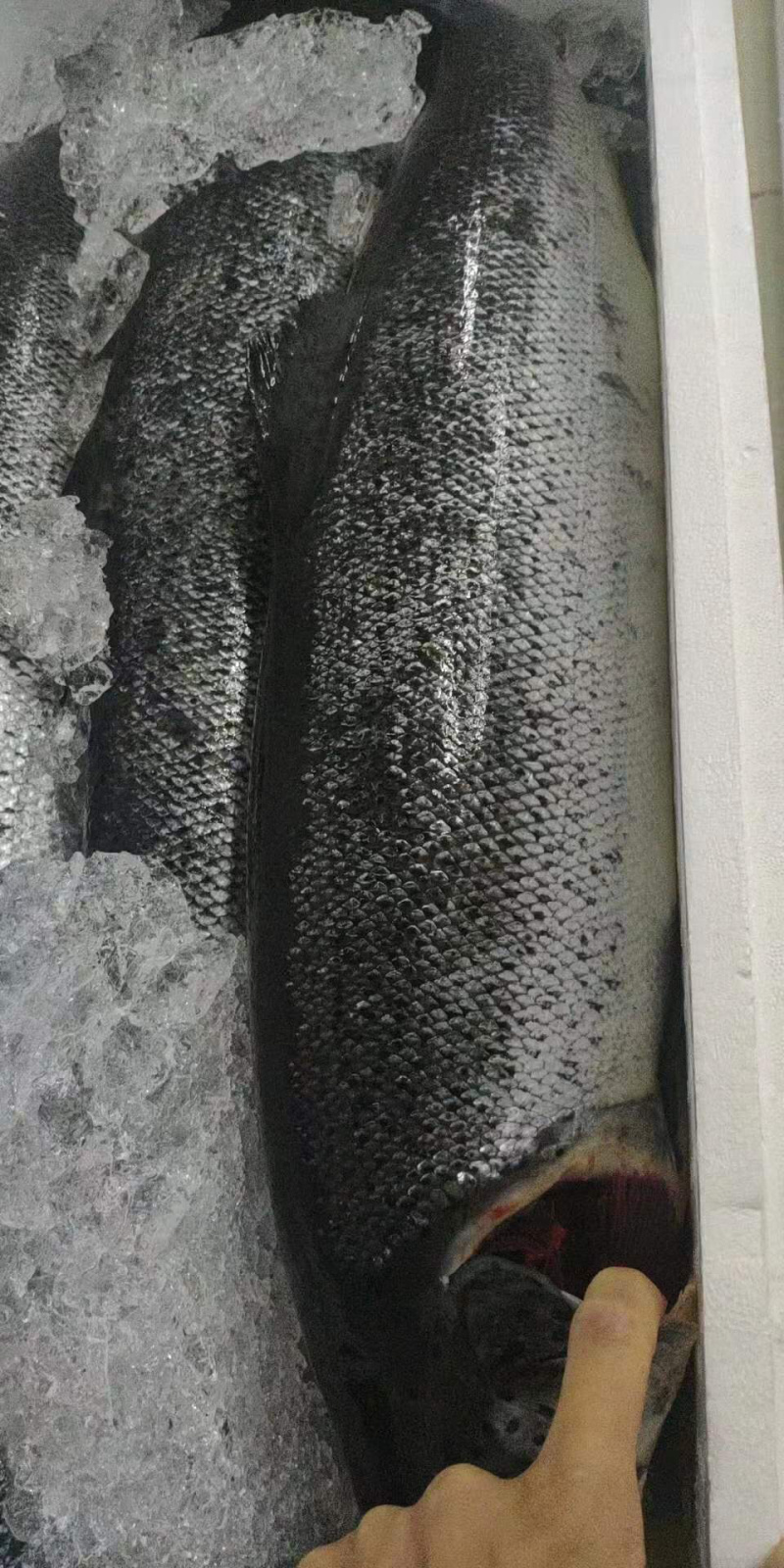 正关挪威三文鱼可以免费试货