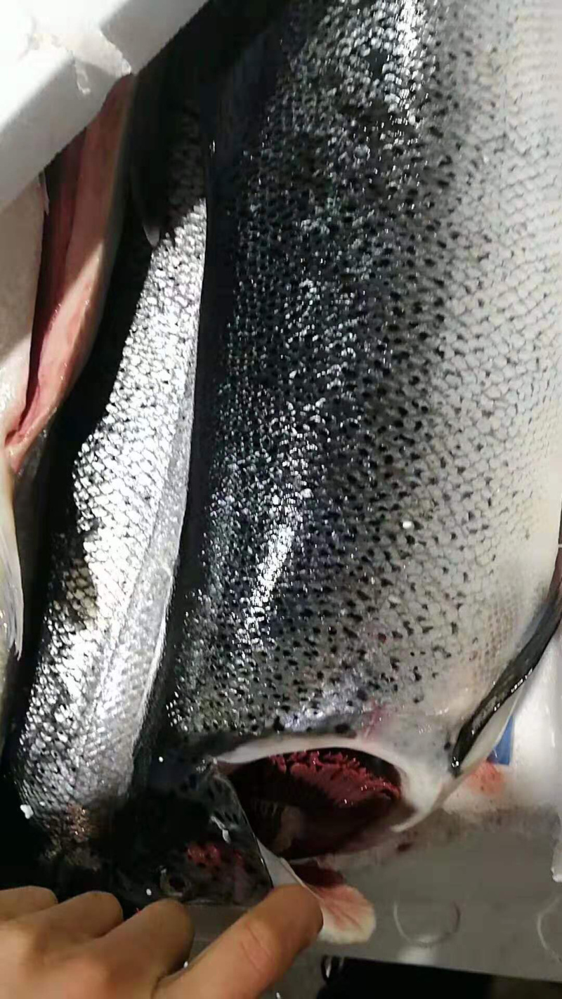 正关挪威三文鱼可以免费试货