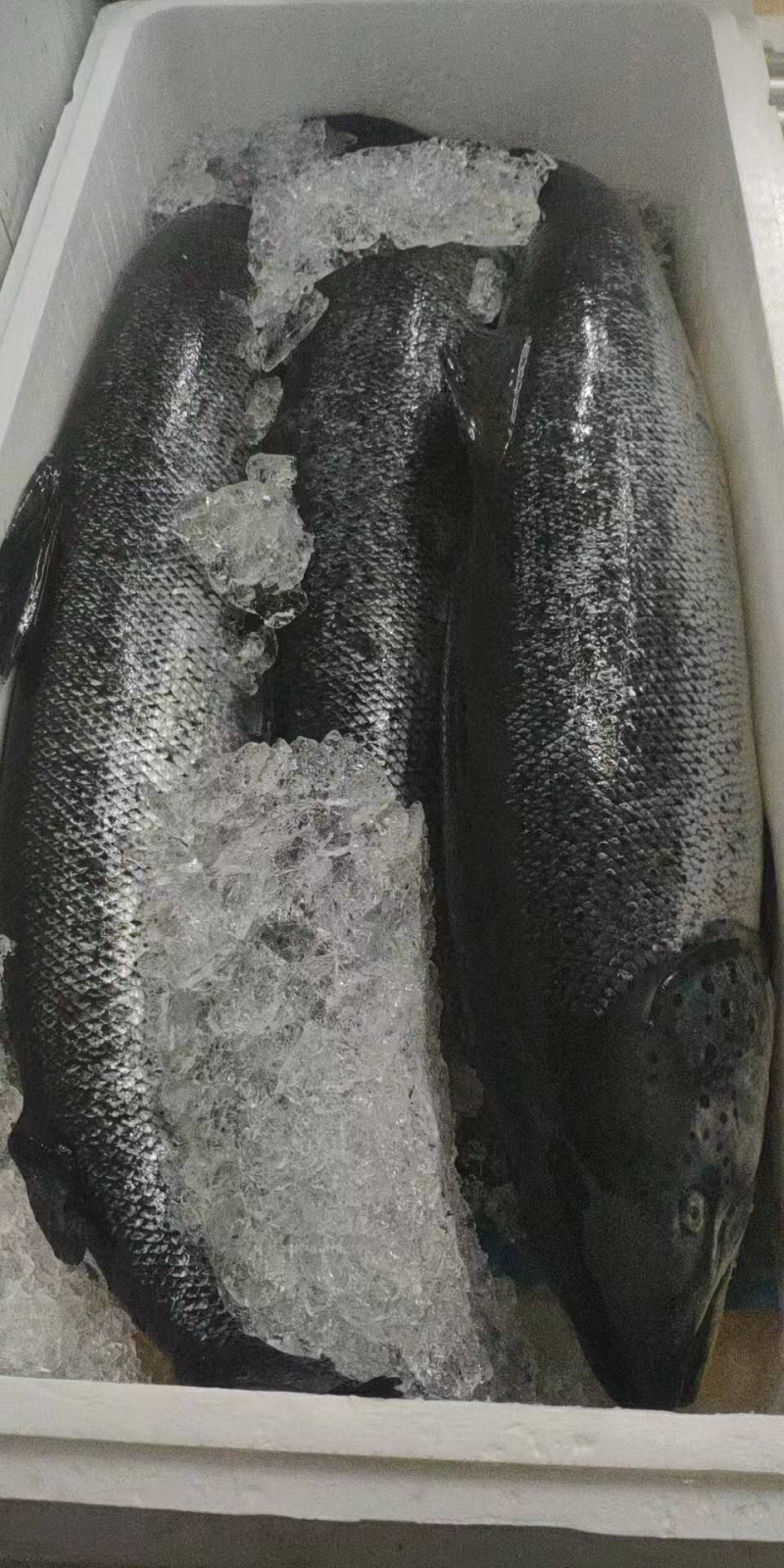 正关挪威三文鱼可以免费试货