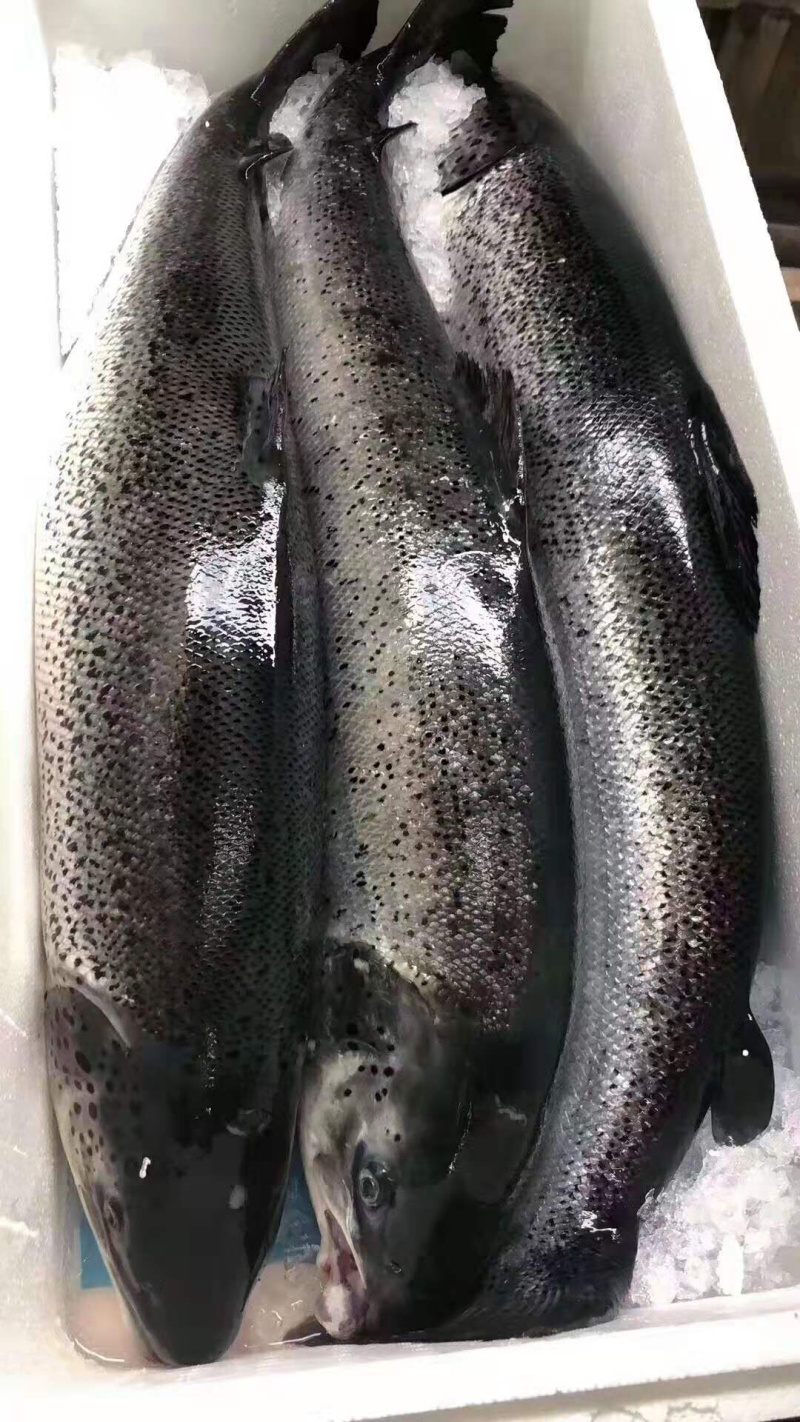 正关挪威三文鱼可以免费试货