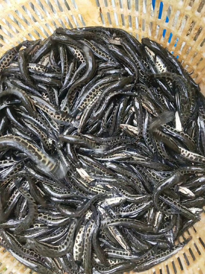 黑鱼苗，生鱼，花鱼苗，优质快大技术孵化出产苗种可技术指导