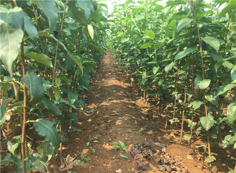 一张清晰的技术示意图,展示黄金梨Y字形整形方式:两主枝呈约60度夹角向外伸展,主干短,无中央领导干,侧枝呈鱼刺状分布于主枝两侧,配有标注线说明主枝角度、行间距、株间距等参数,背景为浅蓝色,突出农业技术图解风格 黄金梨Y字形树形结构示意图