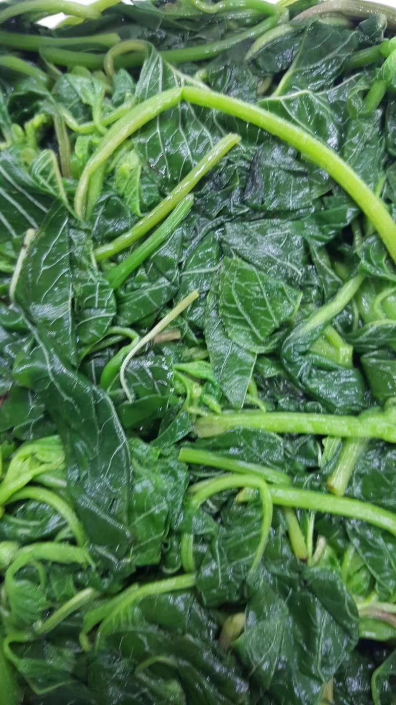 灰灰菜，荠荠菜