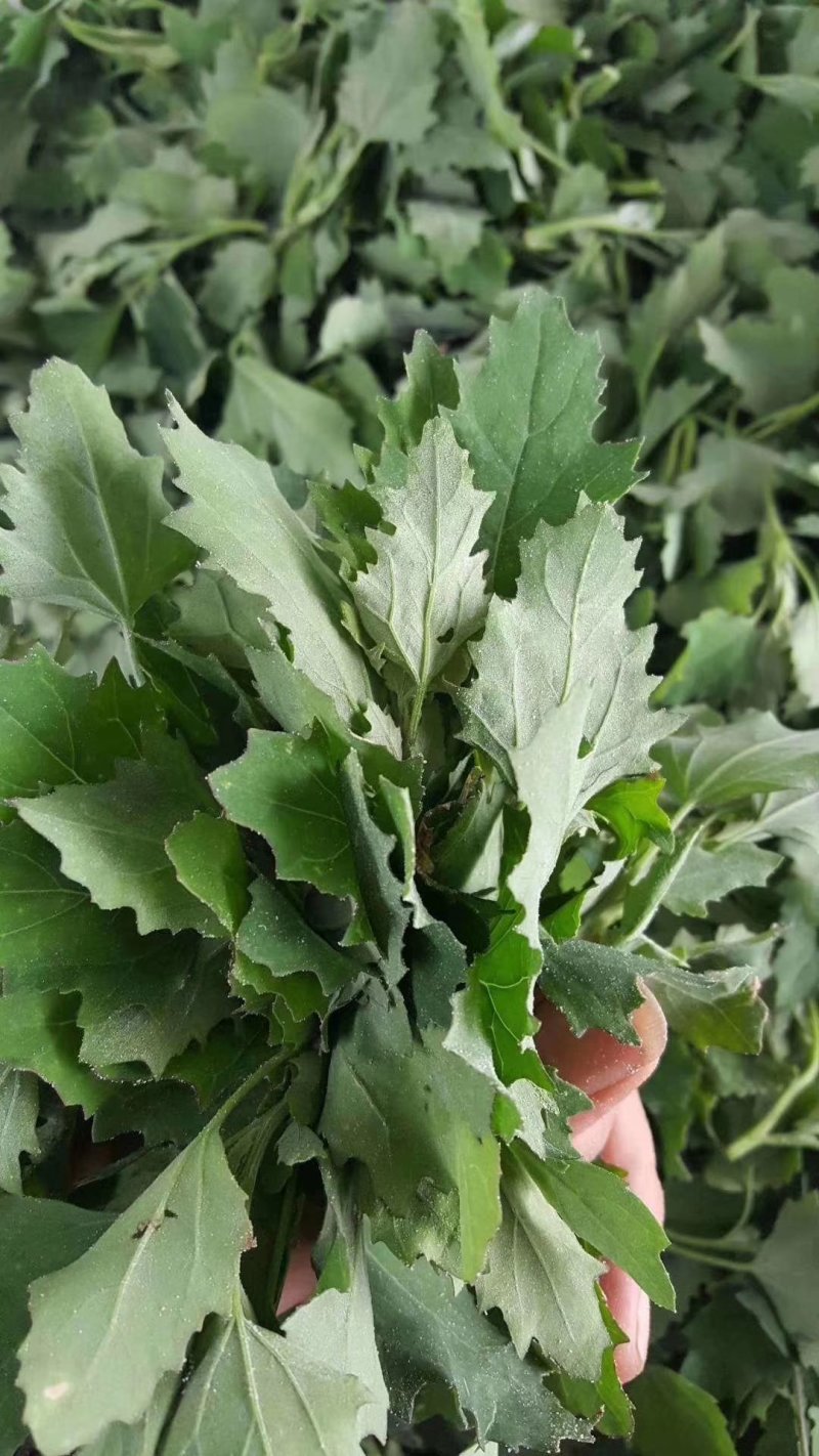 灰灰菜，荠荠菜