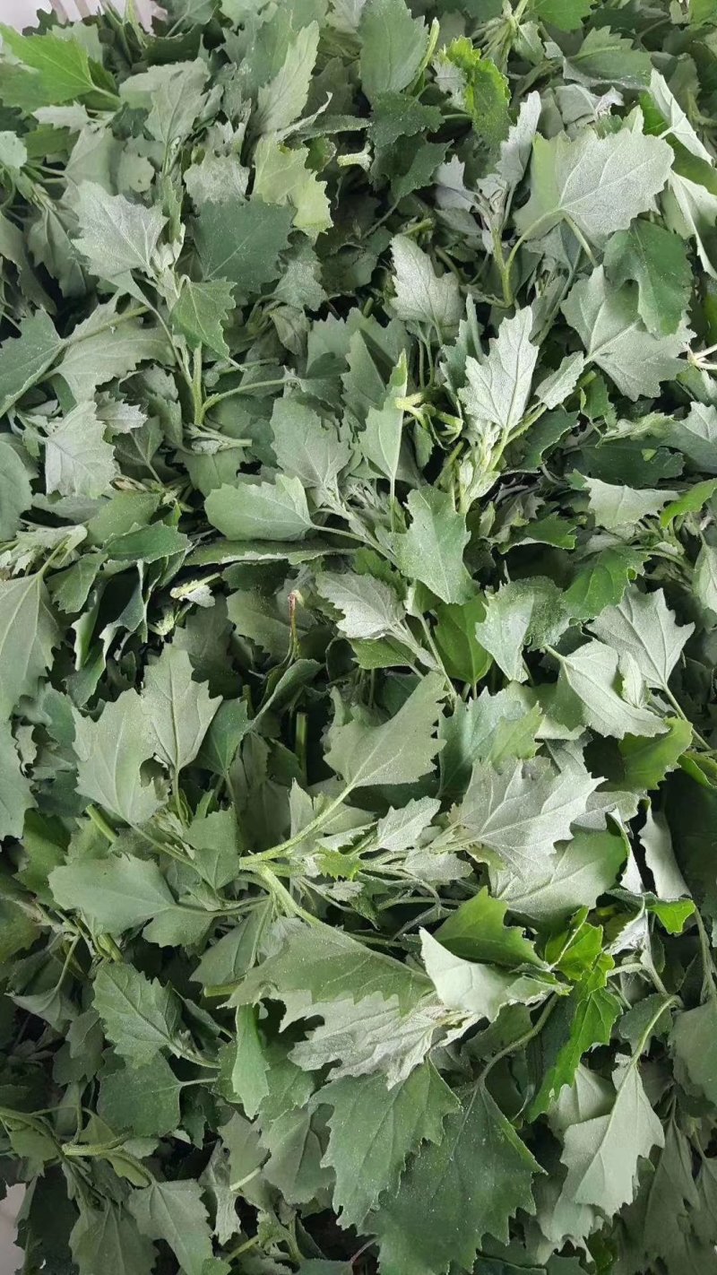 灰灰菜，荠荠菜